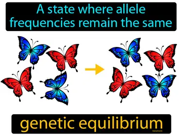 a state where allele frequencies remain the same