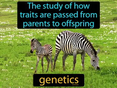 the study of how traits are passed from parents to offspring