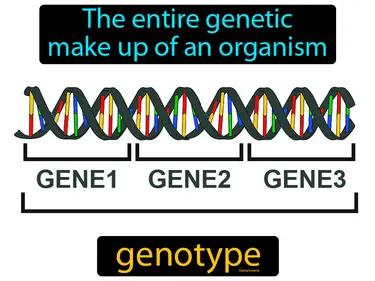 the entire genetic make up of an organism