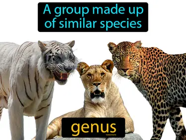 a group made up of similar species