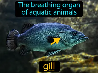 the breathing organ of aquatic animals