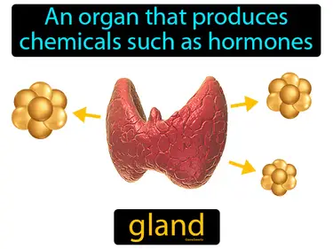 an organ that produces chemicals such as hormones