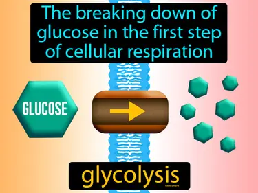 the breaking down of glucose in the first step of cellular respiration