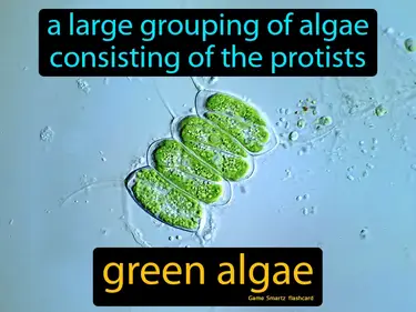 A large grouping of algae consisting of the protists