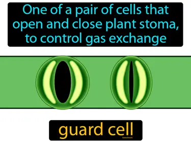 one of a pair of cells that open and close plant stoma, to control gas exchange