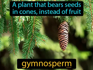 a plant that bears seeds in cones, instead of fruit