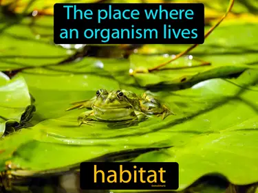 Ecosystems Adaptations and Environment 3-LS4-3