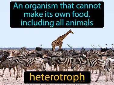an organism that cannot make its own food, including all animals