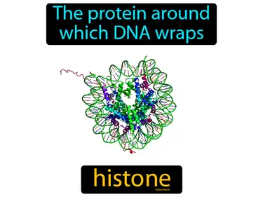 the protein around which DNA wraps