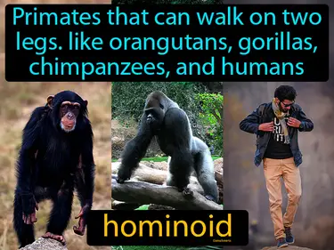 primates that can walk on two legs, like orangutans, gorillas, chimpanzees, and humans