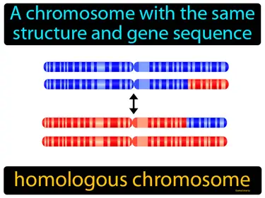 a chromosome with the same structure and gene sequence