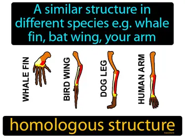 Comparative Anatomy MS-LS4-2