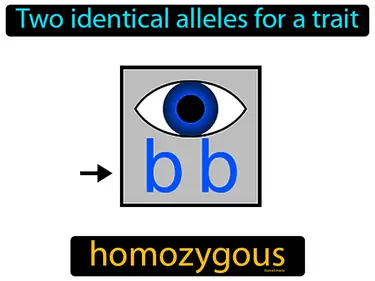 two identical alleles for a trait