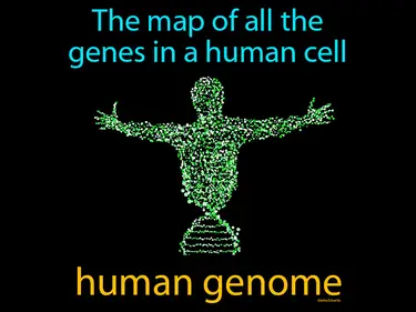 the map of all the genes in a human cell