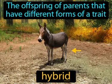 the offspring of parents that have different forms of a trait
