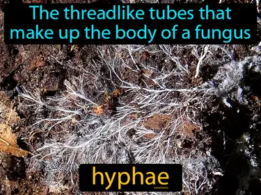 the threadlike tubes that make up the body of a fungus