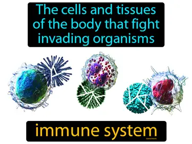 the cells and tissues of the body that fight invading organisms