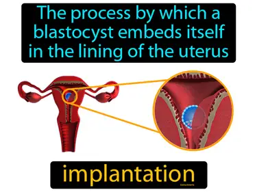 the process by which a blastocyst embeds itself in the lining of the uterus