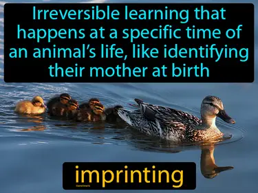 irreversible learning that happens at a specific time of an animal’s life, like identifying their mother at birth