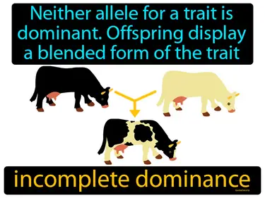 neither allele for a trait is dominant, offspring display a blended form of the trait