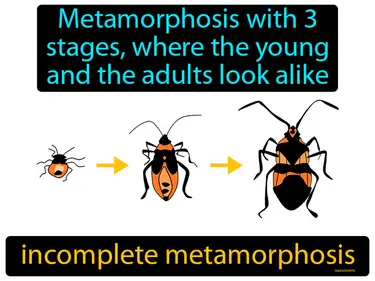 metamorphosis with 3 stages, where the young and the adults look alike