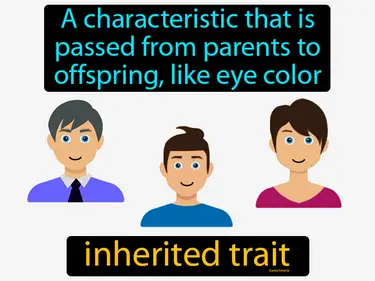 a characteristic that is passed from parents to offspring, like eye color