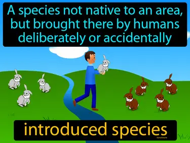 A species which arrived in ecosystem by human activity