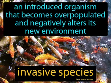An introduced organism that becomes overpopulated and negatively alters its new environment
