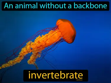 Introduction to Marine Invertebrates