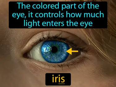 the colored part of the eye, it controls how much light enters the eye