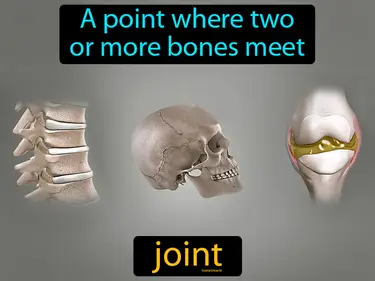 a point where two or more bones meet