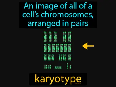 an image of all of a cell’s chromosomes, arranged in pairs