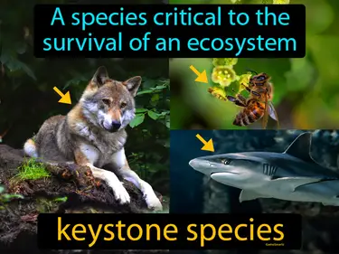 a species critical to the survival of an ecosystem