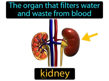 the organ that filters water and waste from blood