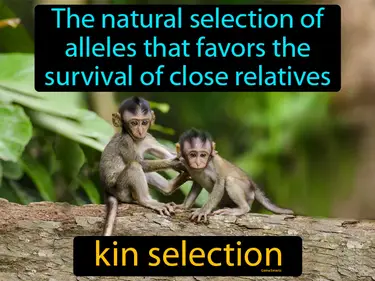 the natural selection of alleles that favors the survival of close relatives