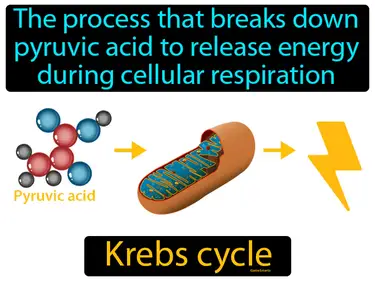 the process that breaks down pyruvic acid to release energy during cellular respiration