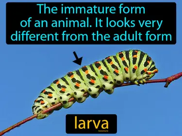 the immature form of an animal, it looks very different from the adult form