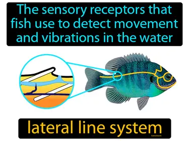 the sensory receptors that fish use to detect movement and vibrations in the water