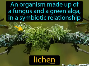 an organism made up of a fungus and a green alga, in a symbiotic relationship