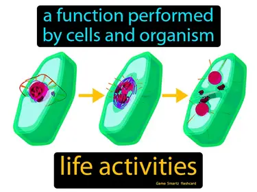 A function performed by cells and organism