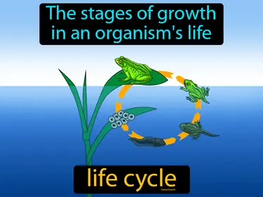 Animal and Plant Life Cycles 3-LS1-1