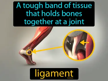 a tough band of tissue that holds bones together at a joint