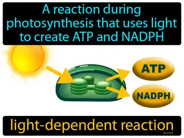 a reaction during photosynthesis that uses light to create ATP and NADPH