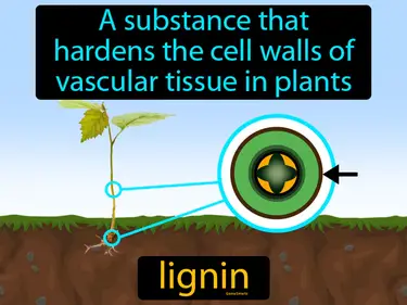 a substance that hardens the cell walls of vascular tissue in plants
