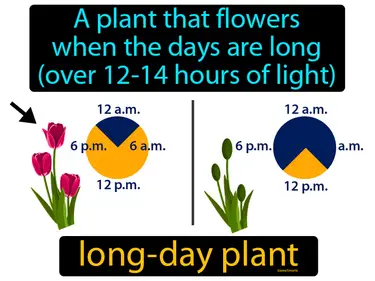 a plant that flowers when the days are long (over 12-14 hours of light)