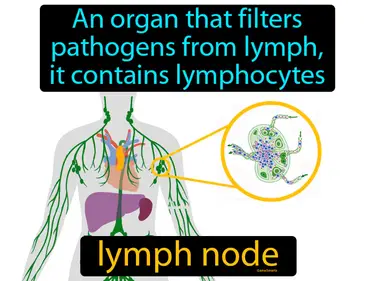 an organ that filters pathogens from lymph, it contains lymphocytes