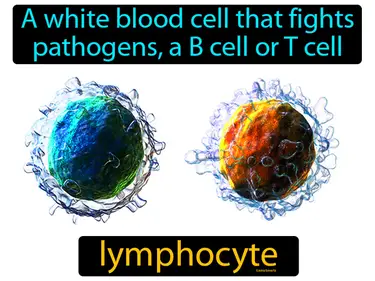 a white blood cell that fights pathogens, a B cell or T cell