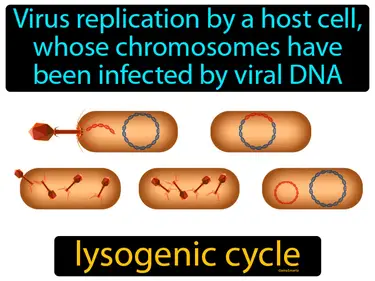 virus replication by a host cell, whose chromosomes have been infected by viral DNA