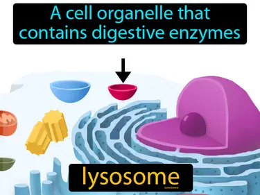 a cell organelle that contains digestive enzymes