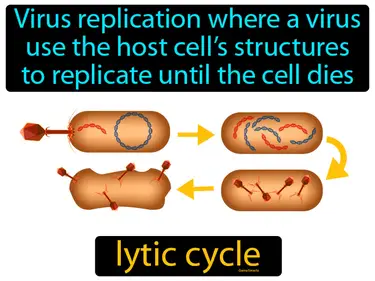 virus replication where a virus use the host cell’s structures to replicate until the cell dies